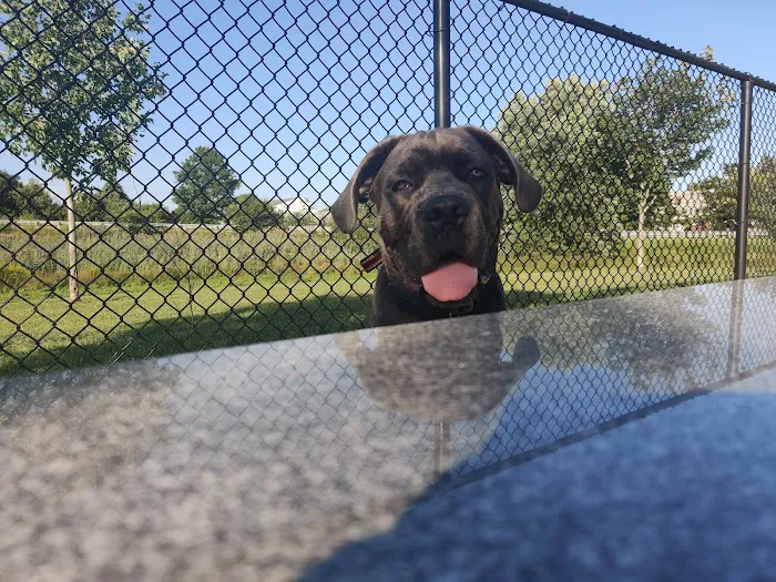 Paws & Play Dog Park 9