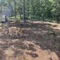 Brewster Dog Park ico