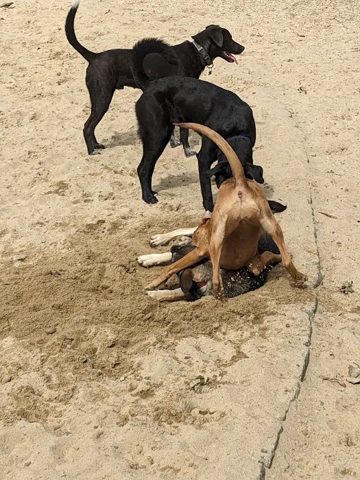 Brewster Dog Park 4