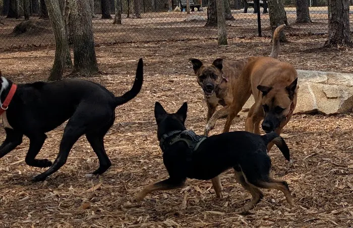 Brewster Dog Park 7