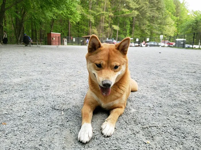 Dog Park in Wheaton Regional Park 4