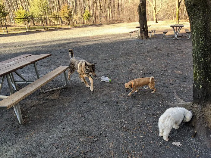Dog Park in Wheaton Regional Park 6