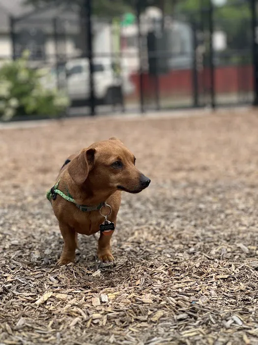 Hollywood Dog Park 6