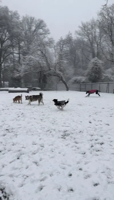Hollywood Dog Park 1