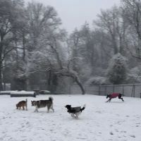 Hollywood Dog Park ico