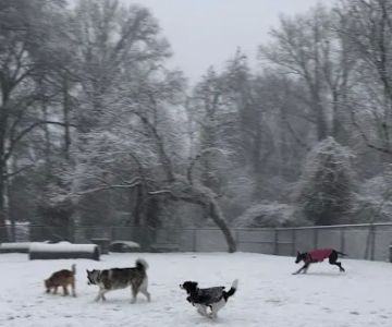 Hollywood Dog Park
