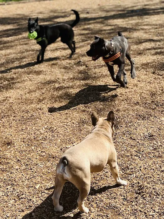 Hollywood Dog Park 8