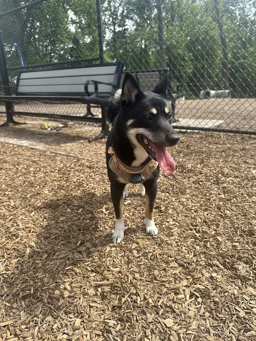 Hollywood Dog Park 7