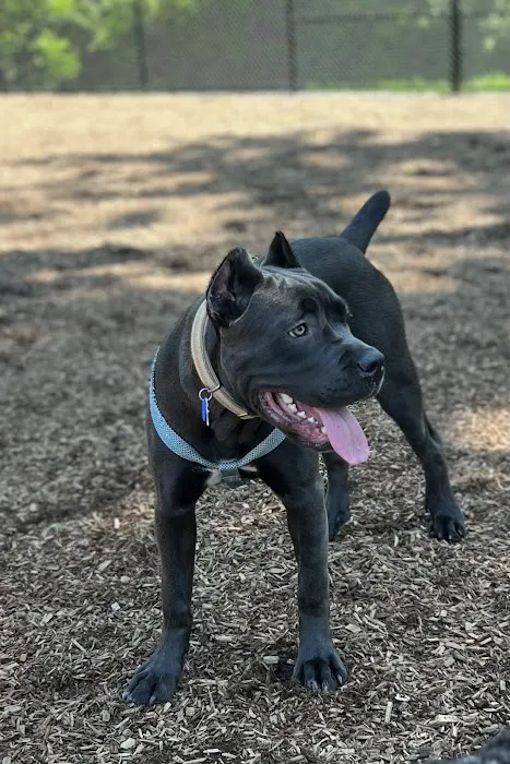 Hollywood Dog Park 5