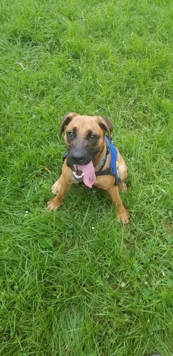 College Park Dog Park (Members Only) 8