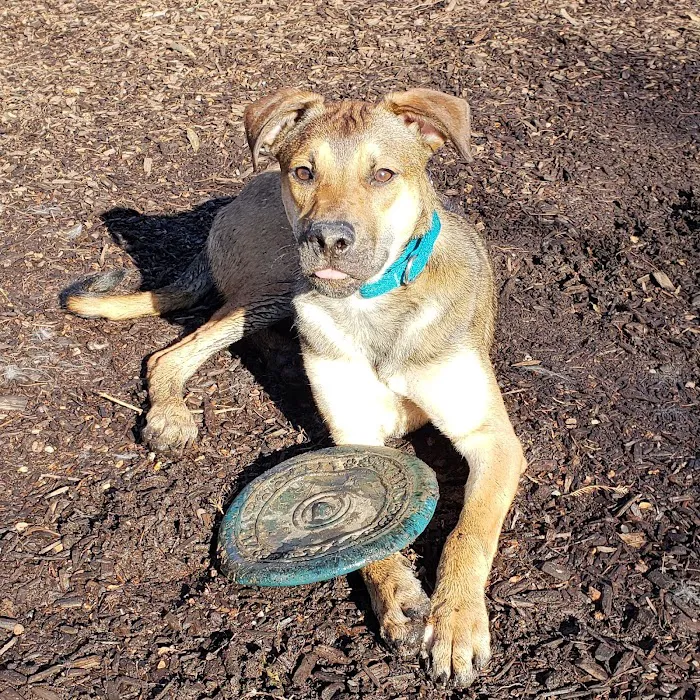 Greenbelt Dog Park (Permit Only) 10
