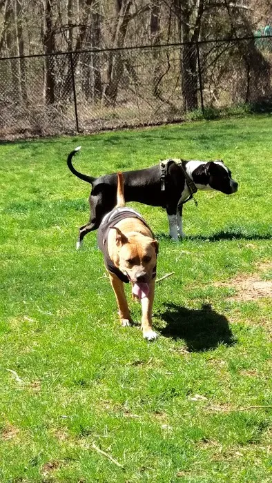 Greenbelt Dog Park (Permit Only) 9