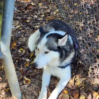 Greenbelt Dog Park (Permit Only) ico