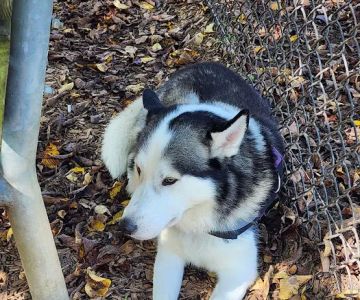 Greenbelt Dog Park (Permit Only)