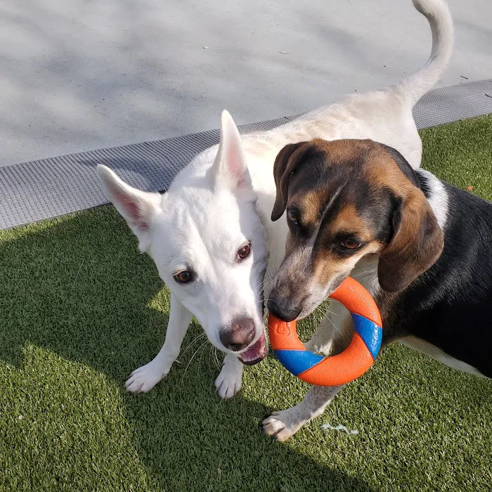 Dog Park at Dewey Local Park 7