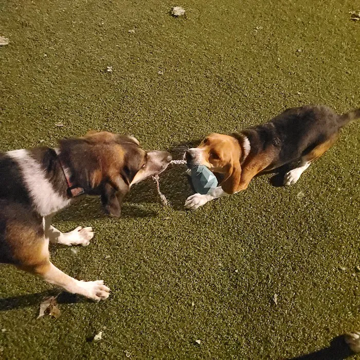 Dog Park at Dewey Local Park 6