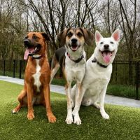 Dog Park at Dewey Local Park ico