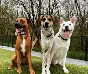 Dog Park at Dewey Local Park