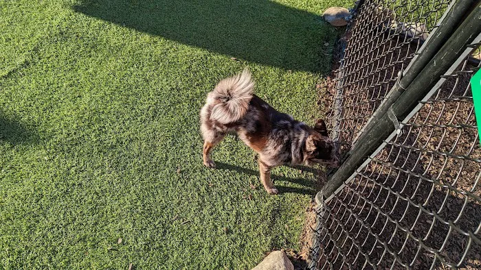 Dog Park at Dewey Local Park 9