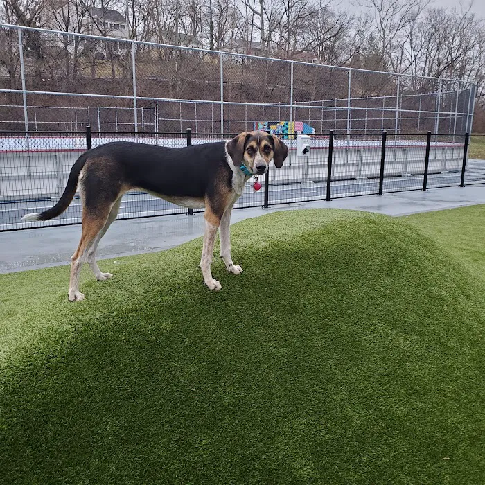 Dog Park at Dewey Local Park 10