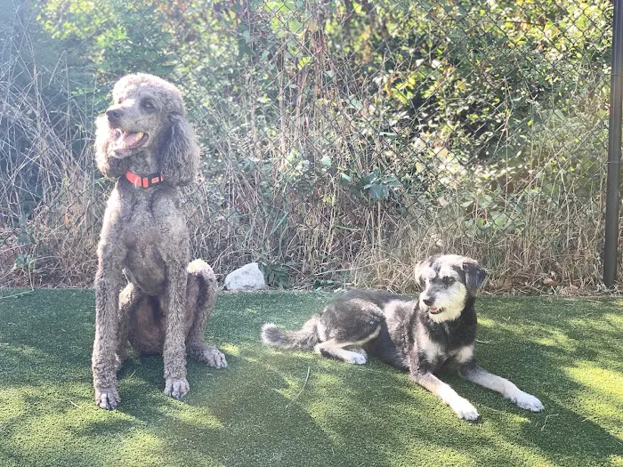 Takoma Park Dog Park 6