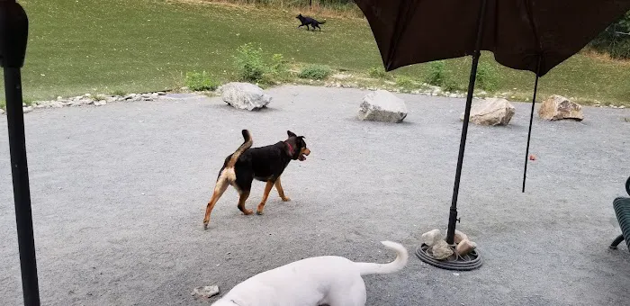 Takoma Park Dog Park 3