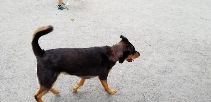 Takoma Park Dog Park 9