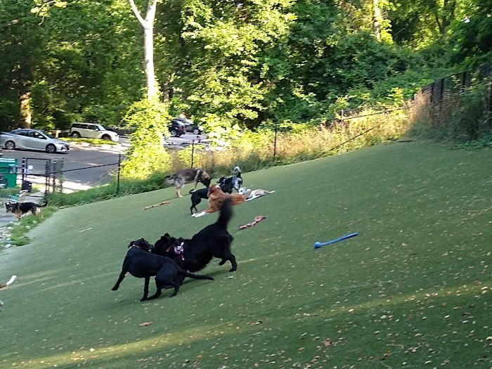 Takoma Park Dog Park 5