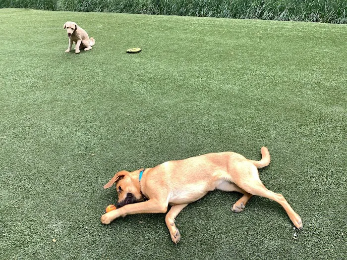 Takoma Park Dog Park 7