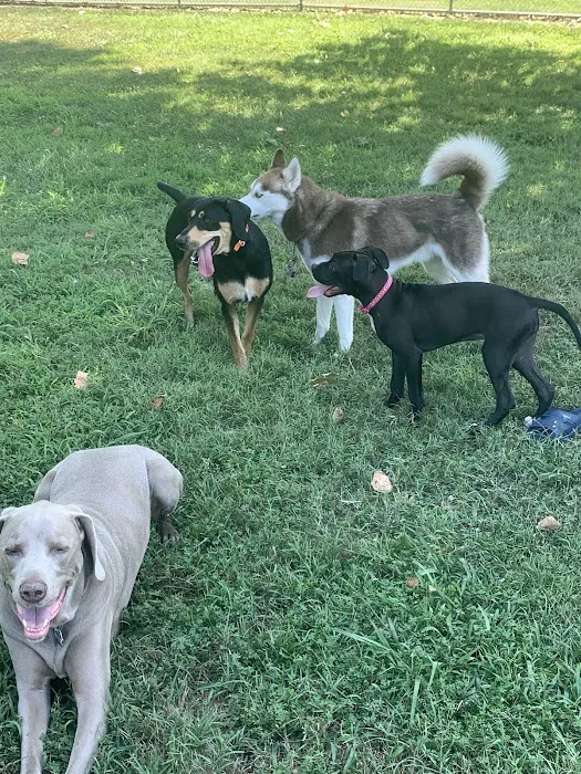 Waggertail Dog Park 6