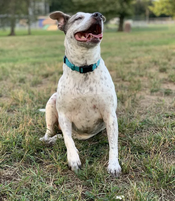 Waggertail Dog Park 9