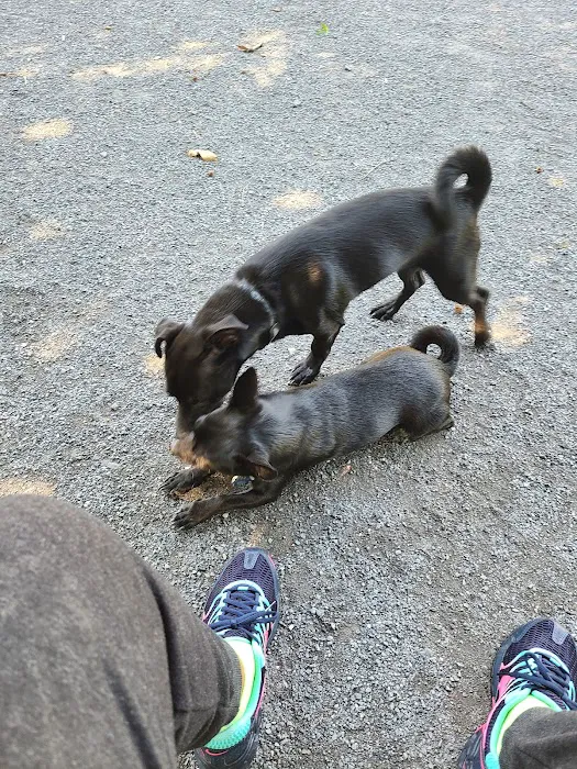Dog Exercise Area at Green Park 4