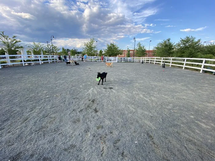 Dog Park 4