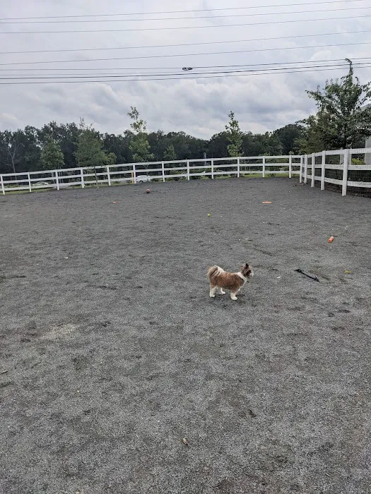 Dog Park 10