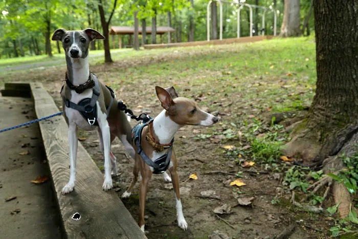 Cabin John Regional Dog Park 8