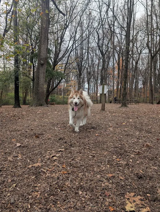 Cabin John Regional Dog Park 2