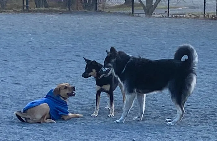 Baron Cameron Dog Park 1