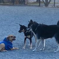 Baron Cameron Dog Park ico