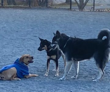 Baron Cameron Dog Park