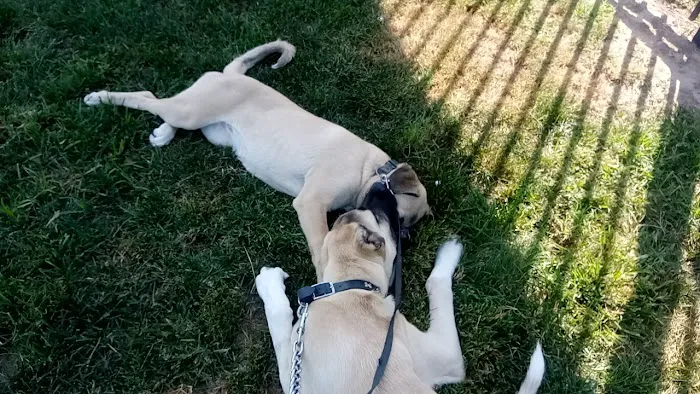 Takoma Dog Park 2