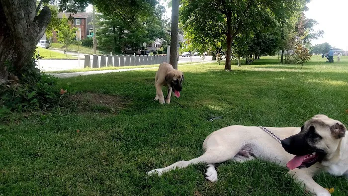 Takoma Dog Park 3