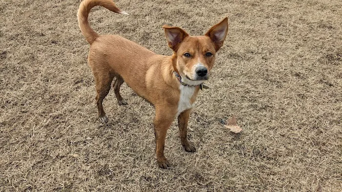 Heurich Dog Park 6