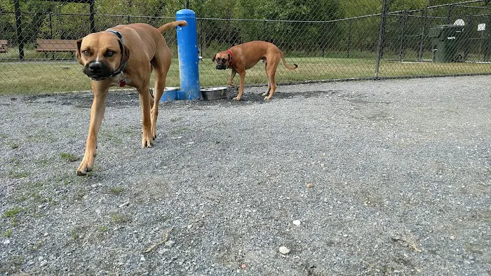 Heurich Dog Park 8