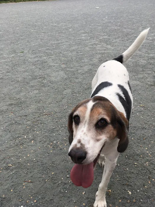 Upshur Dog Park 10