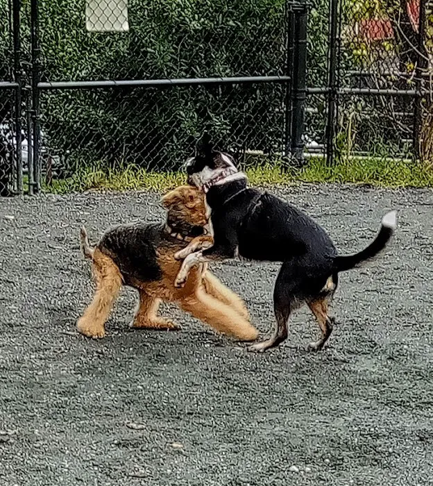 Upshur Dog Park 4