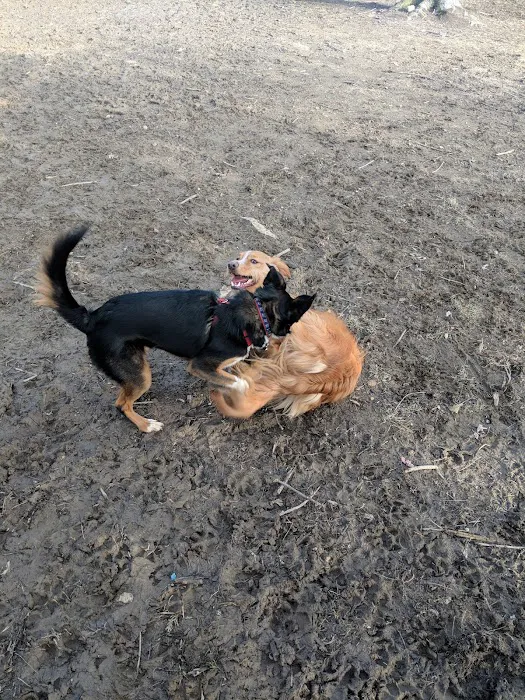 Island Dog Park 2