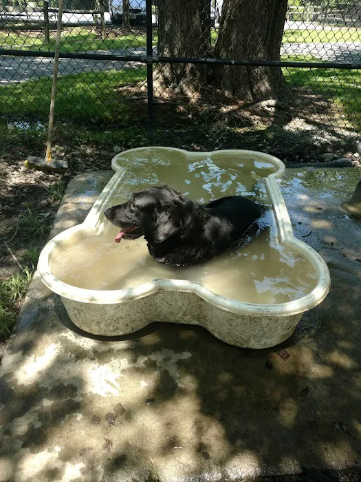 Island Dog Park 1