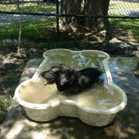 Island Dog Park ico