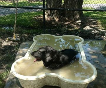 Island Dog Park