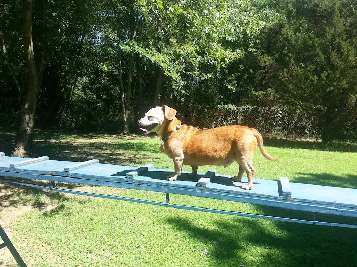 Island Dog Park 4